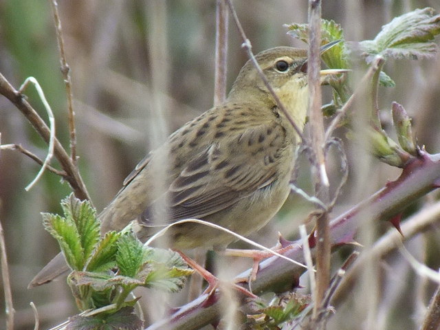 Local Patch Bird Watching